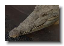 crocodilians 0005